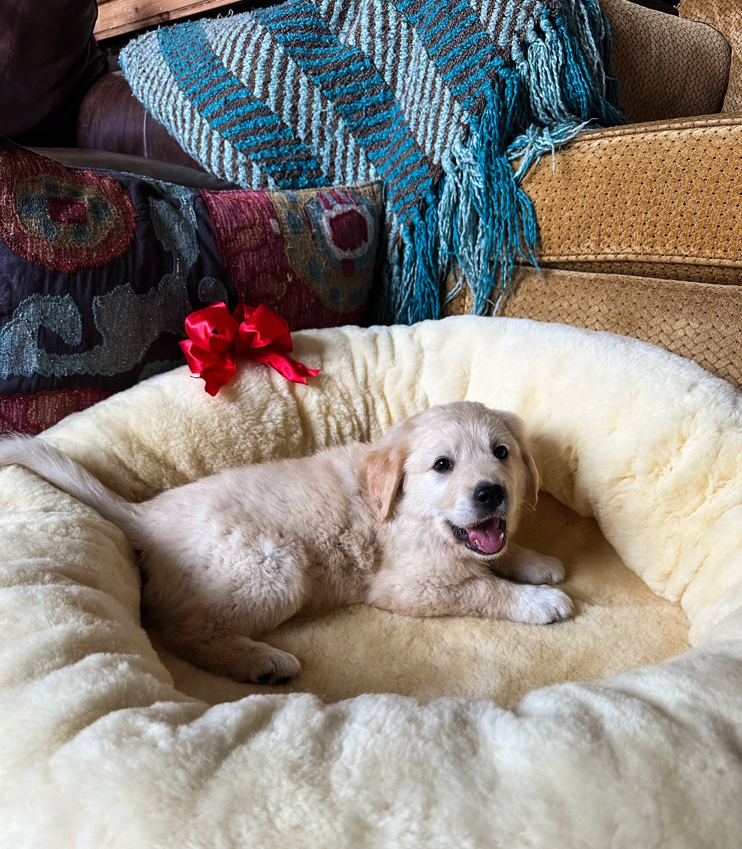 SNUGLY Short Fur Sheepskin Dog Beds