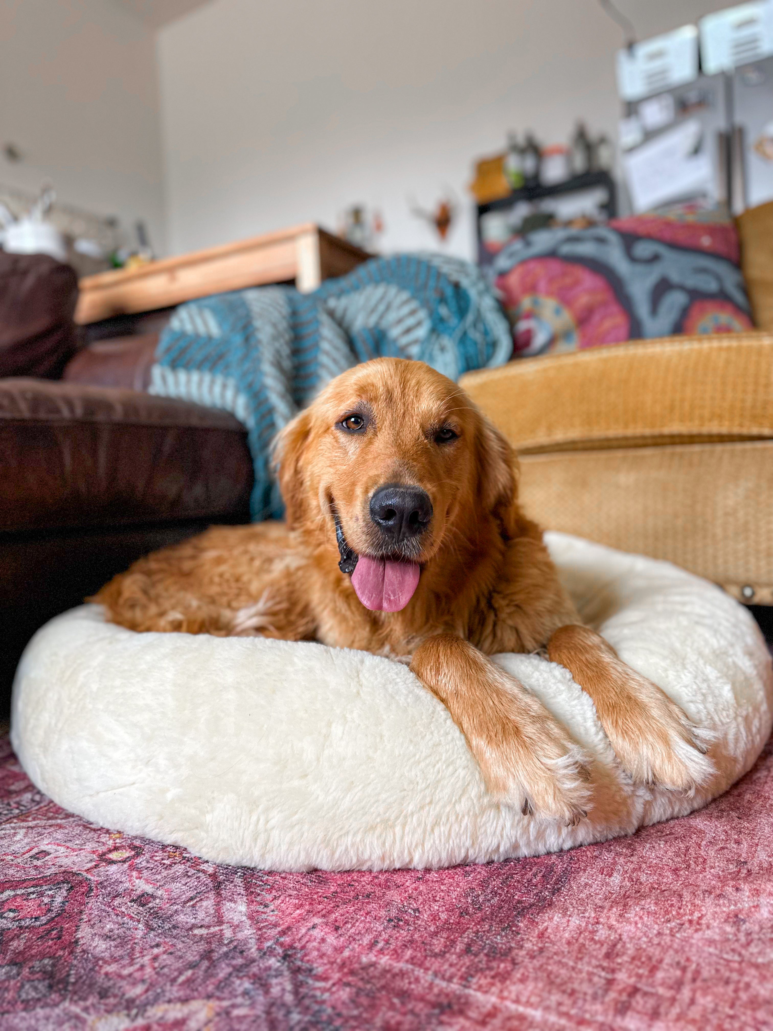 SNUGLY Short Fur Sheepskin Dog Beds