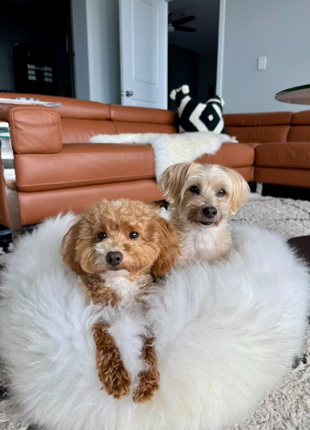 MEDIUM Ivory Sheepskin Pet Bed
