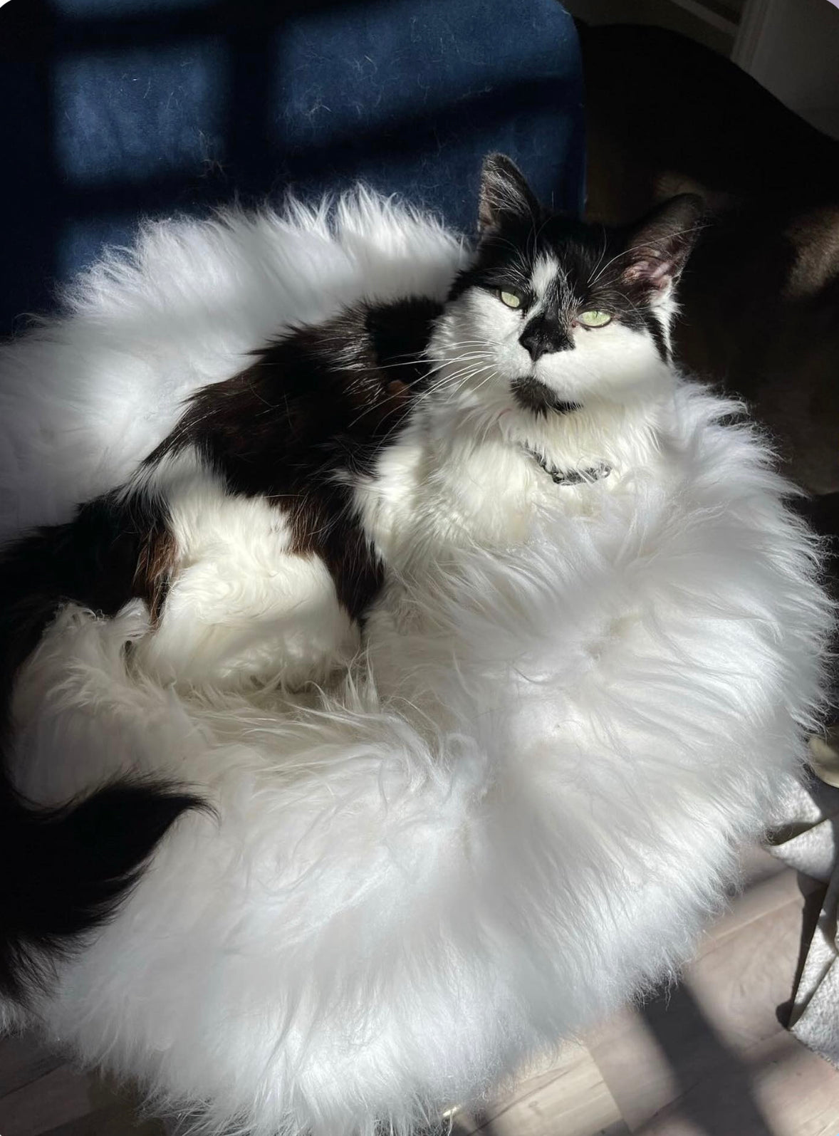 SMALL Ivory Sheepskin Pet Bed