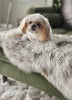 Small dog sitting on sheepskin for dogs