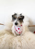Dog wearing a bandana with heart patterns on sheepskin for dogs